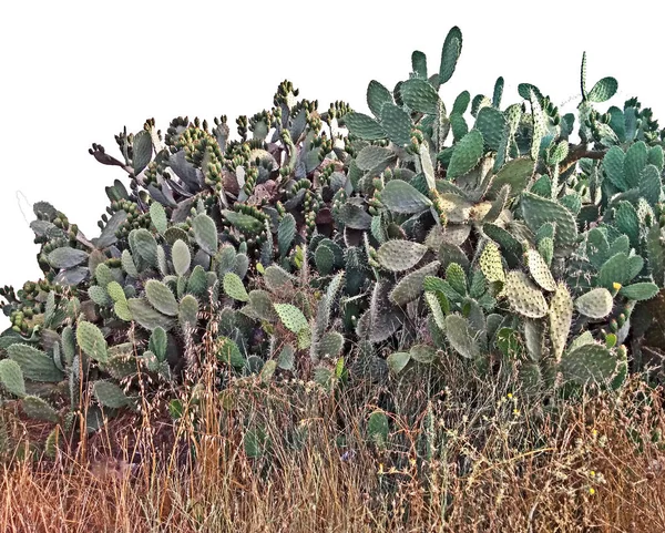 Kaktus Isoliert Auf Weißem Hintergrund — Stockfoto