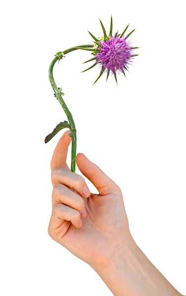 Cardo Lança Florido Cirsium Vulgare — Fotografia de Stock