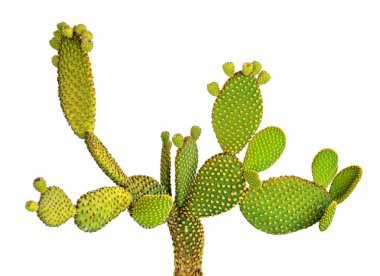 Beyaz arka plan üzerinde izole opuntia kaktüs