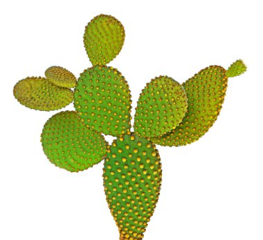 Beyaz arka plan üzerinde izole opuntia kaktüs