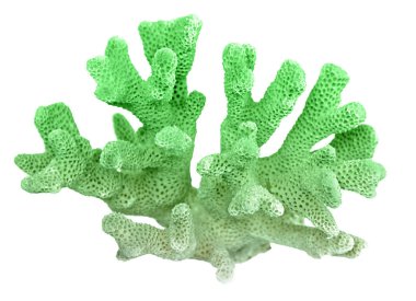 beyaz arkaplanda izole mercan