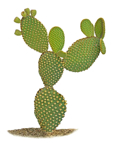 Opuntia Cactus Isolado Sobre Fundo Branco — Fotografia de Stock
