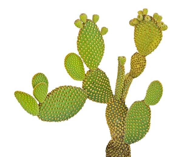 Opuntia Cactus Isolado Sobre Fundo Branco — Fotografia de Stock