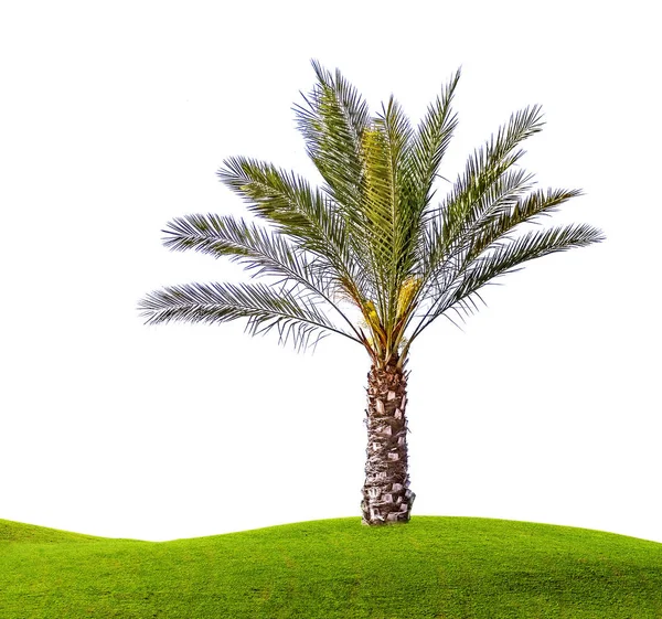 Palmy Izolované Bílém Pozadí — Stock fotografie