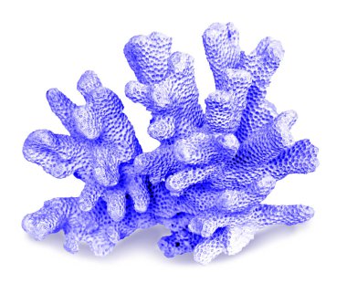 beyaz arkaplanda izole mercan