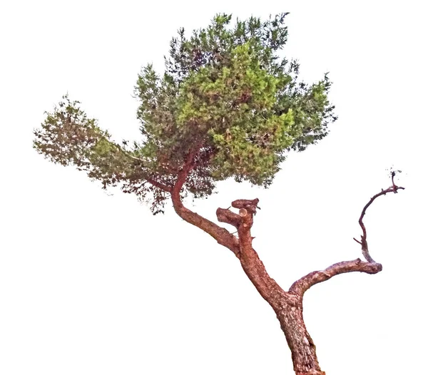 Pine Tree White Background — Stock Photo, Image