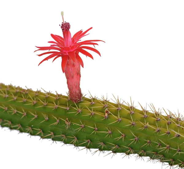 Kaktus Czerwony Kwiat Białym Tle — Zdjęcie stockowe