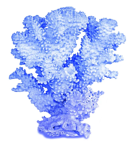 Koralowiec Wyizolowany Białym Tle — Zdjęcie stockowe