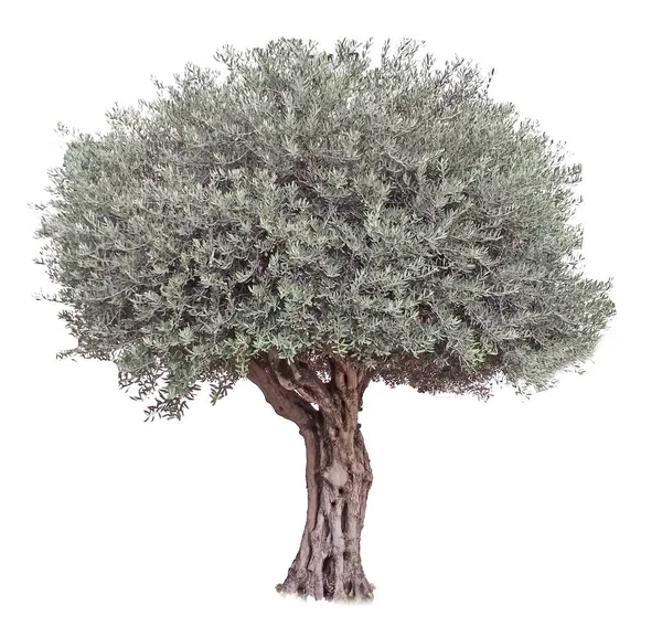 Olivenbaum Auf Weißem Hintergrund — Stockfoto