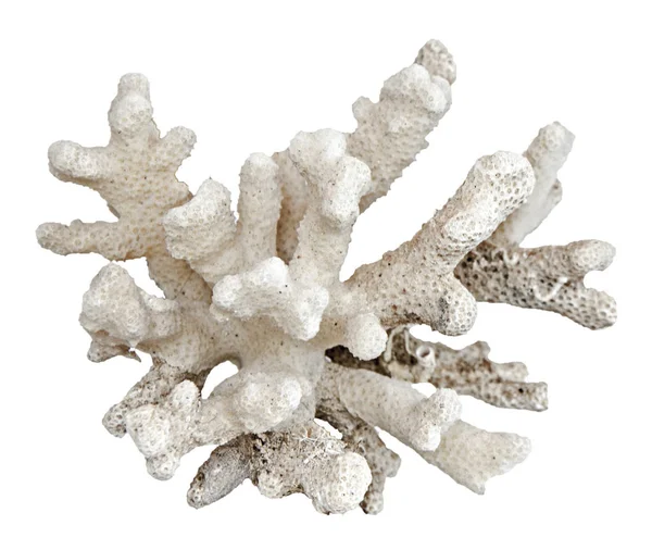 beyaz arkaplanda izole mercan