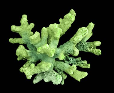 Siyah zemin üzerinde izole mercan