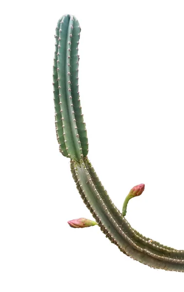 Cactus Geïsoleerd Witte Achtergrond — Stockfoto