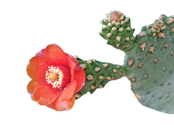 Cactus Avec Fleur Rouge Isolé Sur Fond Blanc — Photo