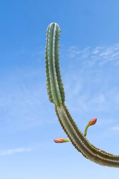 Israeli Cactus Spring — Stock Photo, Image