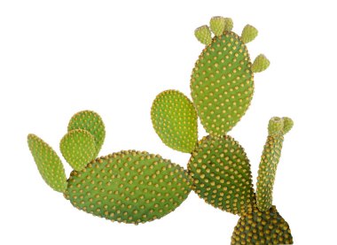 Beyaz arka plan üzerinde izole opuntia kaktüs