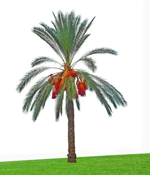 枣椰树的特写 — 图库照片