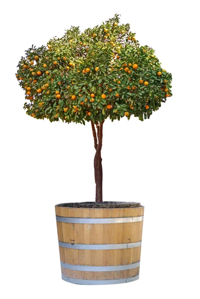 鍋に柑橘類の木 — ストック写真