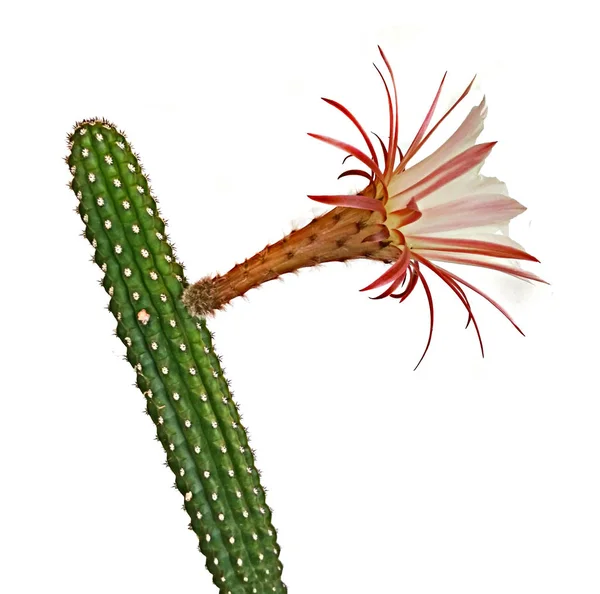 Cactus White Flowers Isolated White Background — Stock Photo, Image