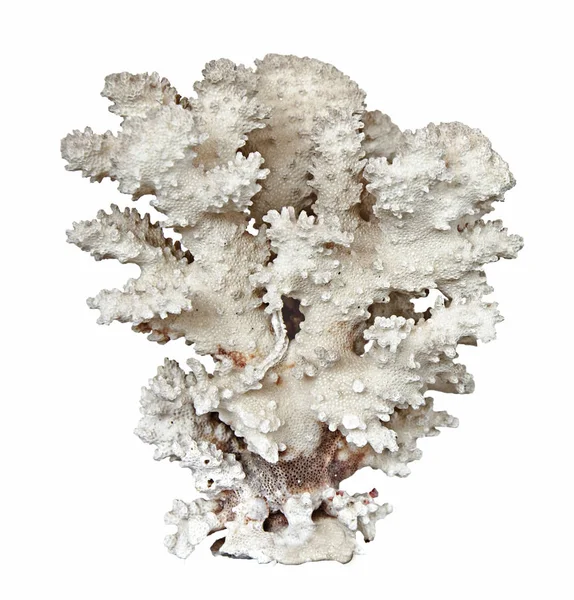 Κοράλλι Απομονωμένο Λευκό Φόντο — Φωτογραφία Αρχείου