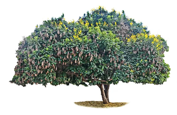Acacia Albero Isolato Sfondo Bianco — Foto Stock