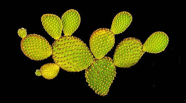 Kaktus Opuntia Izolovaných Černém Pozadí — Stock fotografie