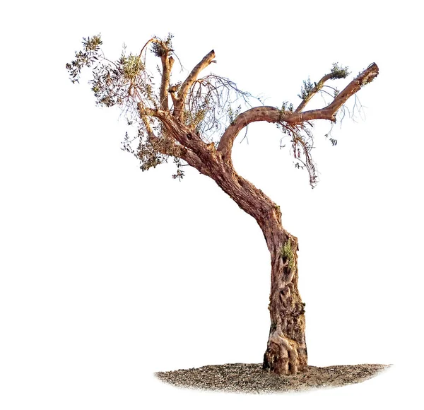 Olivträd Vit Bakgrund — Stockfoto