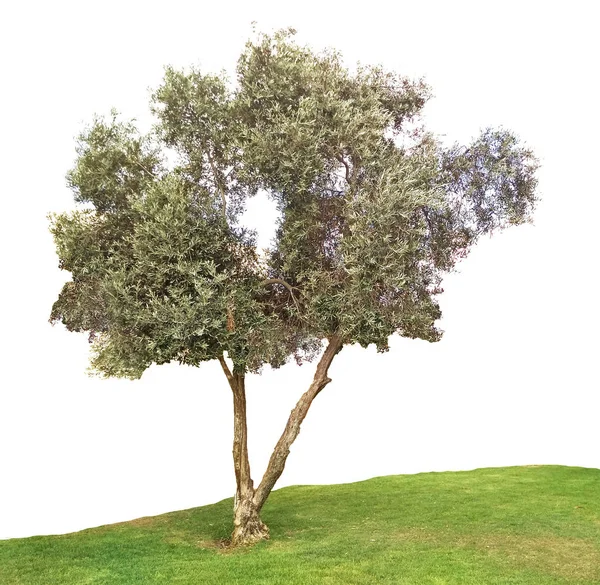白い背景の上のオリーブの木 — ストック写真