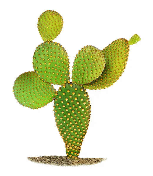 Kaktus Opuntia Izolovaných Bílém Pozadí — Stock fotografie