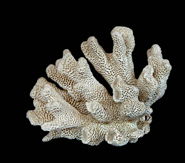 Coral Izolat Fundal Negru — Fotografie, imagine de stoc