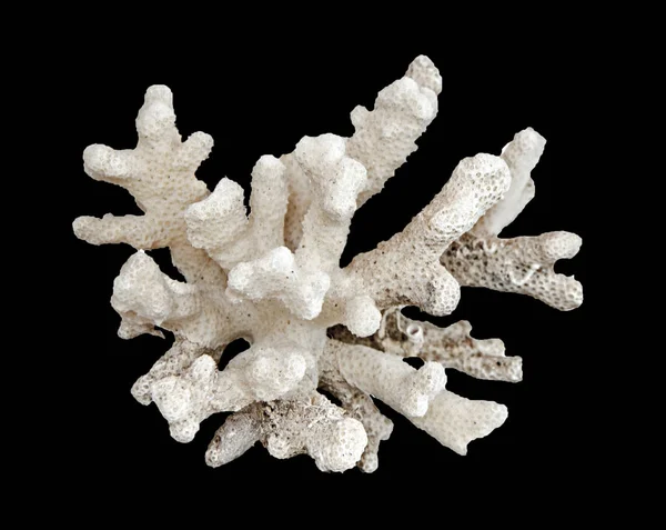 Corallo Isolato Sfondo Nero — Foto Stock