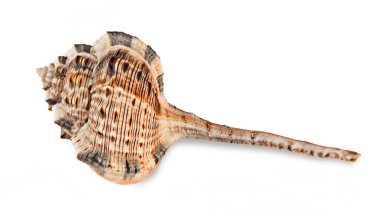 Beyaz arka plan üzerinde deniz kabuğu, yakın çekim