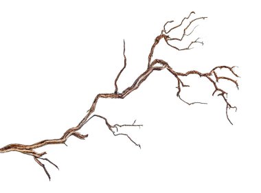 close up of dry branch  clipart