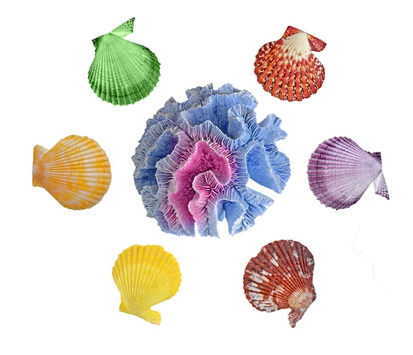 Coral Seashells Isolated Background — Stock Photo, Image