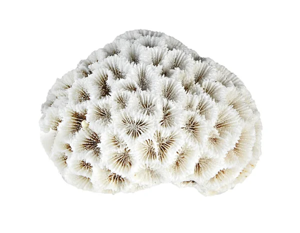 Coral Isolado Sobre Fundo Branco — Fotografia de Stock