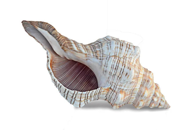 Close Seashell White Background — Stock Photo, Image