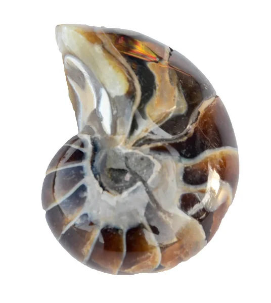 Close Van Ammonite Fossiele — Stockfoto