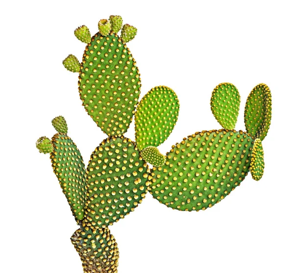 Opuntia Cactus Geïsoleerd Witte Achtergrond — Stockfoto