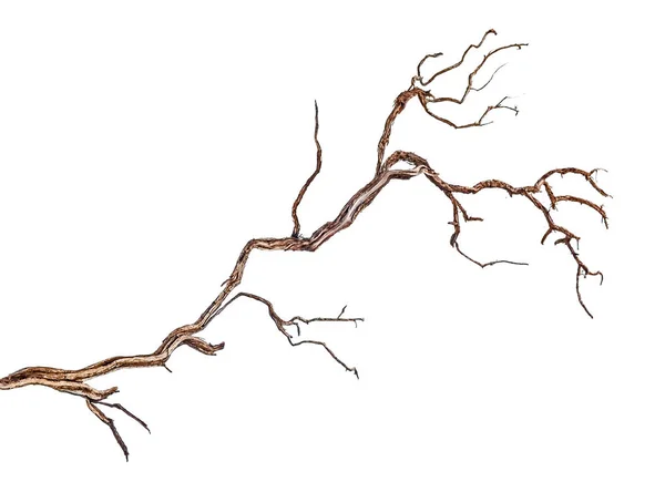 Close Dry Branch — Stock Photo, Image