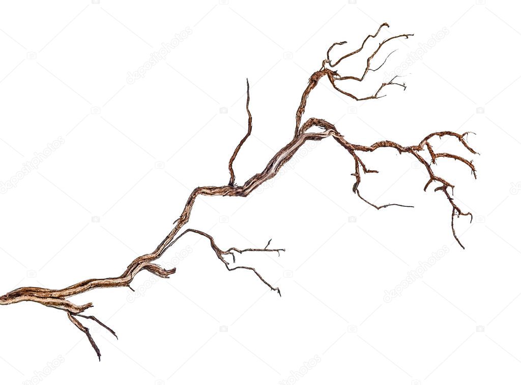 close up of dry branch 