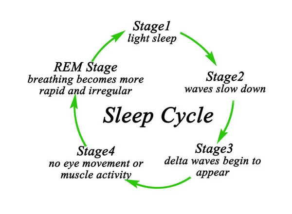 Alvási Ciklus Fázisai — Stock Fotó