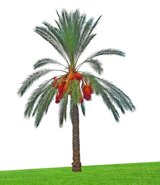 Närbild Dadelpalm — Stockfoto