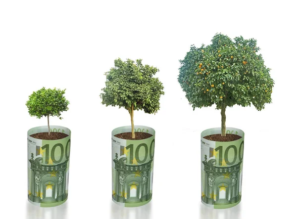 Growing Tangerine Tree Euro — Stock Photo, Image