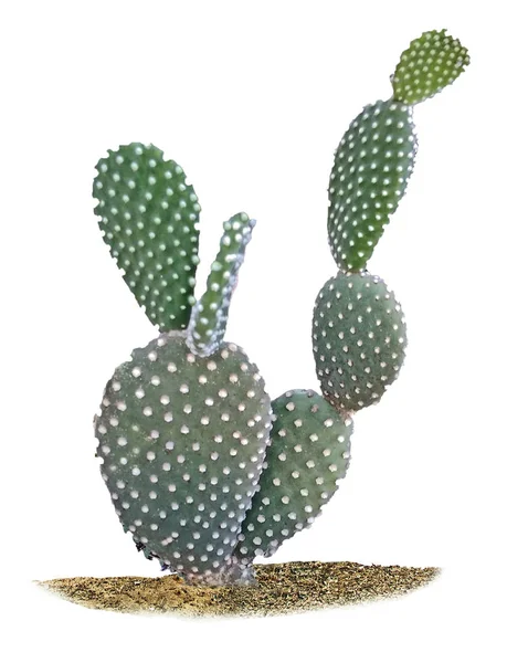 Cactus Aislado Sobre Fondo Blanco — Foto de Stock