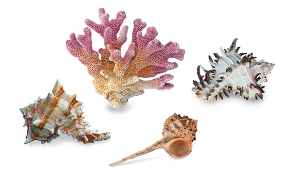 Korall Tengeri Kagylókból Elszigetelt Háttér — Stock Fotó
