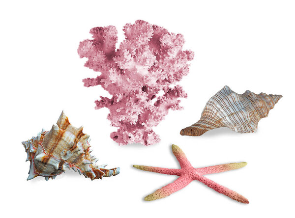 A  coral and seashells isolated on  background