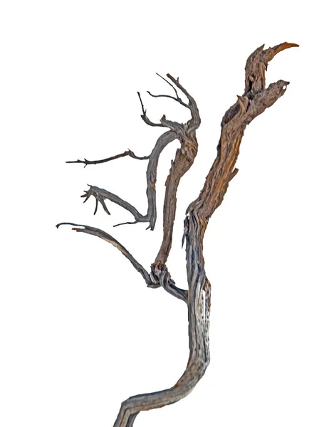 Close Dry Branch — Stock Photo, Image