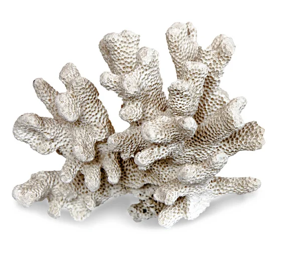Coral Aislado Sobre Fondo Blanco — Foto de Stock