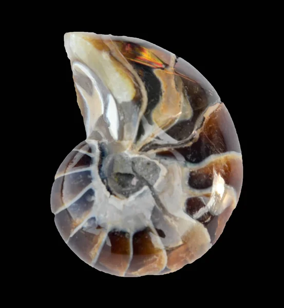 Gros Plan Sur Les Fossiles Ammonite — Photo