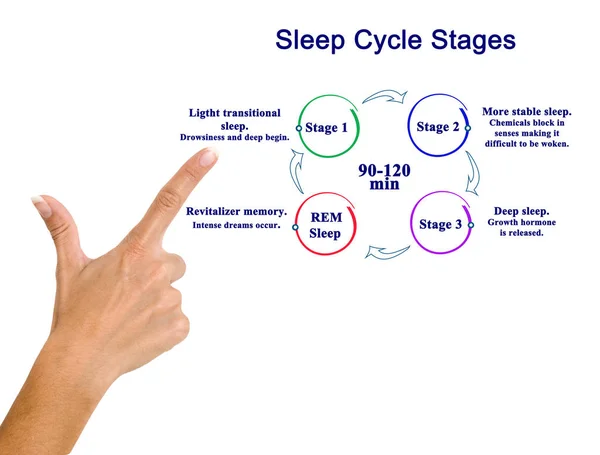 Aludni Ciklus Szakaszok — Stock Fotó