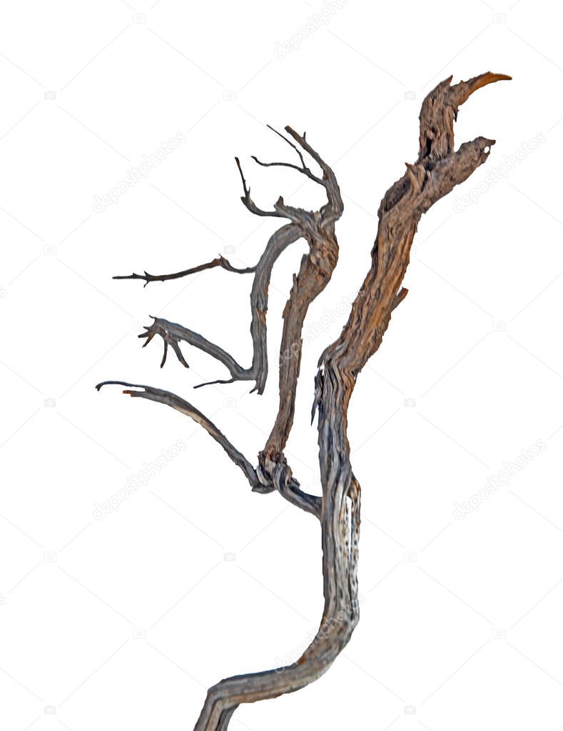 close up of dry branch 